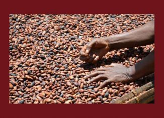 Olam prédit le déficit mondial en cacao le plus important depuis 1980