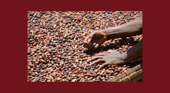 Olam prédit le déficit mondial en cacao le plus important depuis 1980