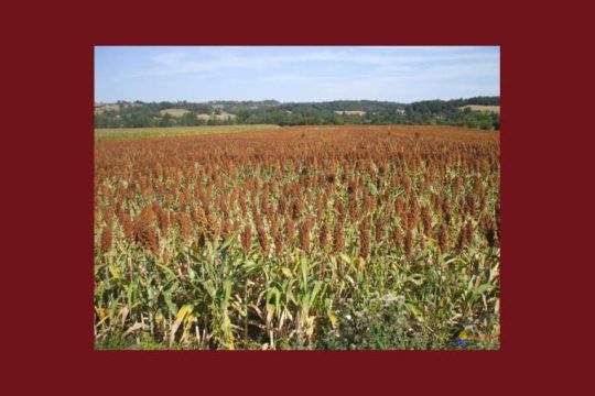 Le Burkina Faso vise une production céréalière de 4,7 millions de tonnes pour la saison 2016/2017