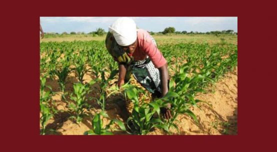 Grow Africa a permis de mobiliser 2,3 milliards $ en faveur de l’agriculture africaine