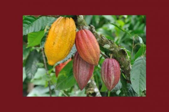 Cacao : KKO International veut s’implanter à Madagascar