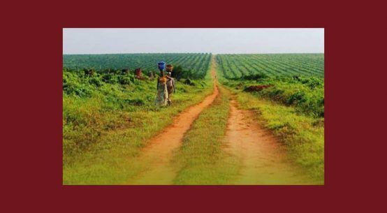 RD Congo : les droits fonciers des paysans menacés par l’entreprise d’exploitation Feronia Inc. – Grain